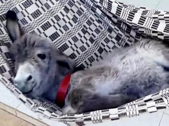 Ένα γαϊδουράκι λιάζεται στην αιώρα - Δεί...