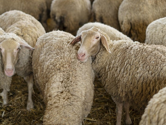 Δυτ. Αχαΐα- Ευλογιά: Αναζητείται αγρότης...