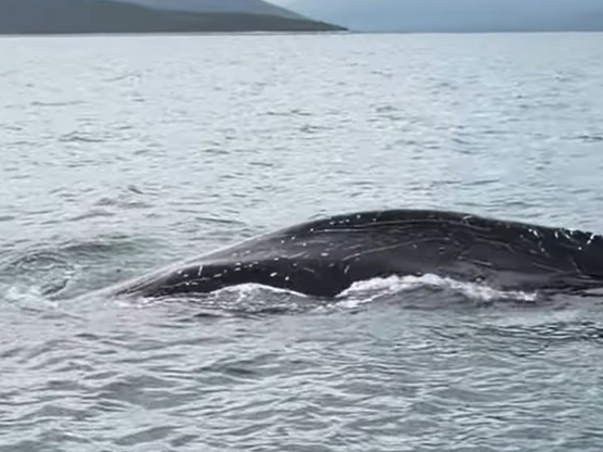 Φάλαινα έκανε την εμφάνισή της στον Παγα...