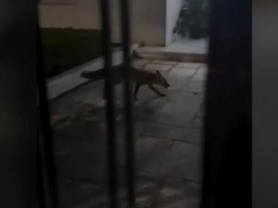 Αλεπού πιάστηκε στα «πράσα» να εισβάλει ...