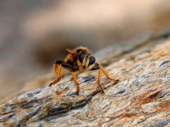 Οι πρώτες ενδείξεις ότι οι σφήκες συμπεριφέρονται με ...ανθρώπινη λογική!
