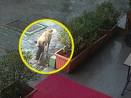 Κωνσταντινούπολη: Σκυλίτσα μεταφέρει το ...