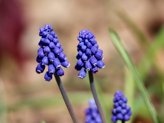 Μούσκαρι: Το μωβ λουλούδι που τρώγεται, ...