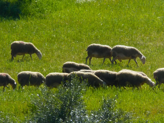 Ευλογιά Αιγοπροβάτων: 10 ερωταπαντήσεις ...