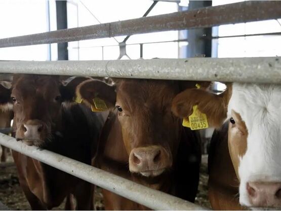 Κρούσμα αφθώδους πυρετού στη Λέσβο - Έκτ...