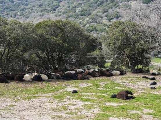Στα όρια τους οι κτηνοτρόφοι της Λέσβου ...