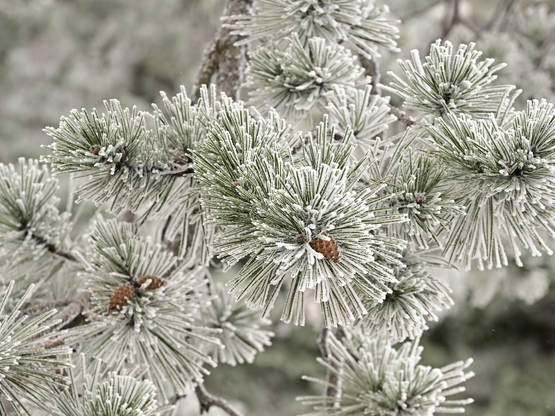 Καιρός- Τσατραφύλλιας: Κλείδωσε τετραήμε...