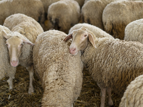 Ευλογιά προβάτων: Αναστολή πλειστηριασμώ...