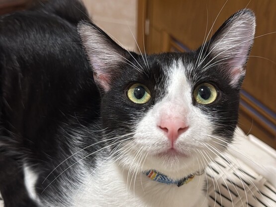 Χάθηκε γάτα στην Πάτρα- Αναζητείται ο Maui