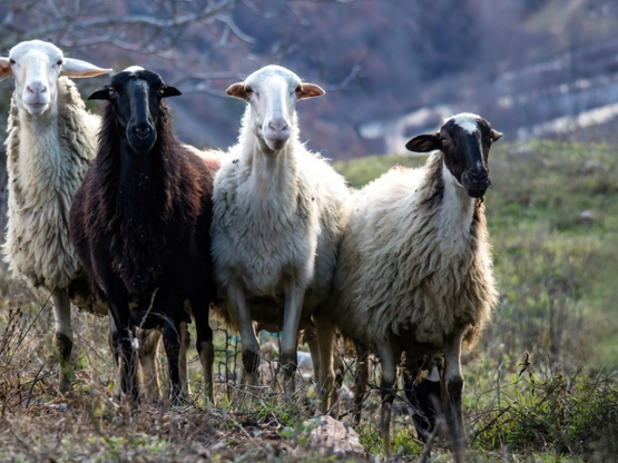 Ευλογιά των αιγοπροβάτων: Συναγερμός ενό...