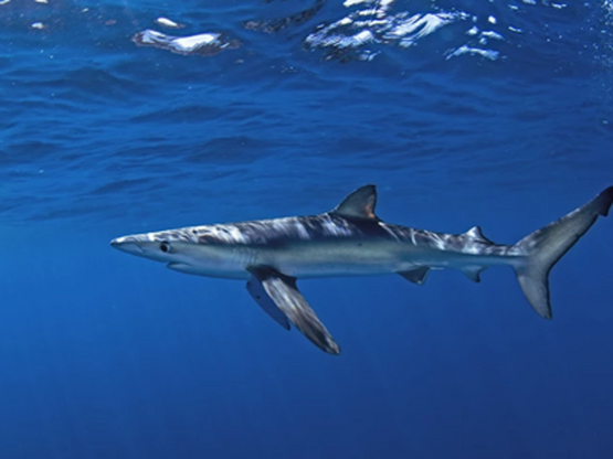 Αυστραλία: Υπέκυψε στα τραύματά του ο 12...