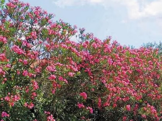 Πικροδάφνη: Τοξικοί κίνδυνοι για τα παιδ...