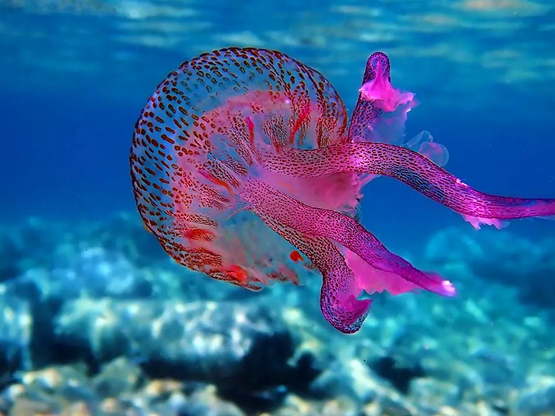 Tι να κάνετε αν σας τσιμπήσει μωβ μέδουσ...