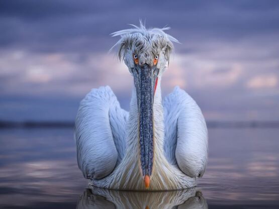 Η φωτογραφία του αργυροπελεκάνου στη λίμ...