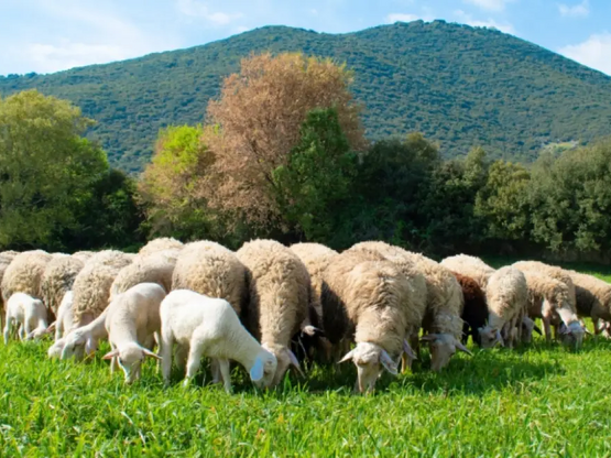 Ευλογιά αιγοπροβάτων: Σκληρά μέτρα έως τ...