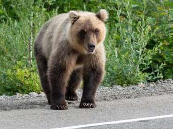 Τροχαίο με νεκρό αρκουδάκι έξω από το Δρ...