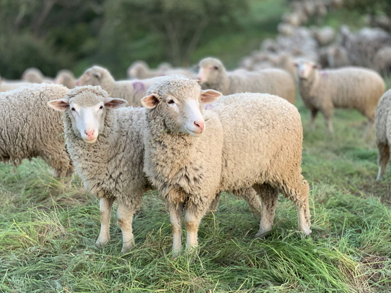 Δυτική Ελλάδα: Στρατιωτικοί κτηνίατροι ε...