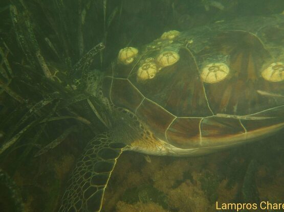 Οι πράσινες χελώνες της λιμνοθάλασσας Μεσολογγίου 
