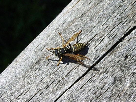 Πότε ένα τσίμπημα μπορεί να οδηγήσει στο...