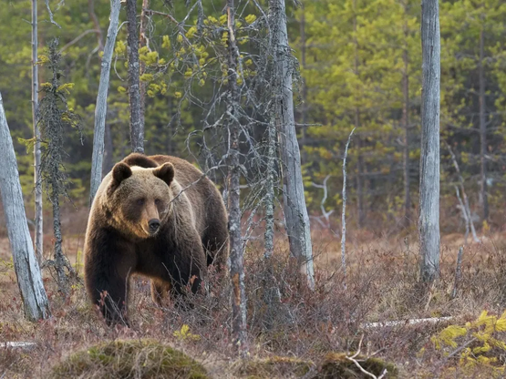 Aρκούδα βγήκε... σεργιάνι στην Κοζάνη