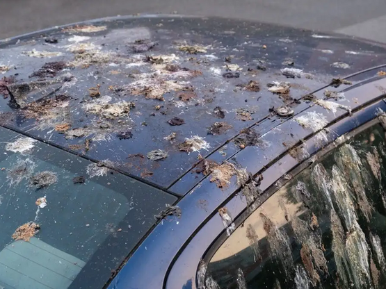 Κουτσουλιές στο αυτοκίνητο: Ποια οχήματα...