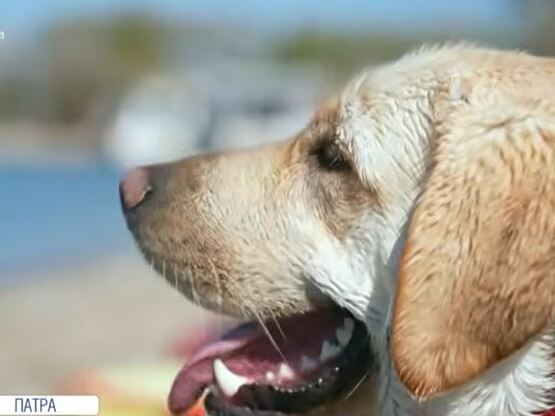  Ήρα: Ο τετράποδος ήρωας του Ελληνικού Ε...