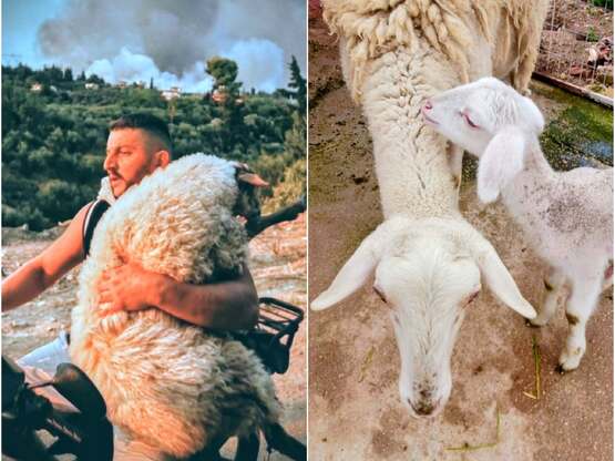 Πάτρα: Η Μέλπω που σώθηκε από τη μεγάλη ...