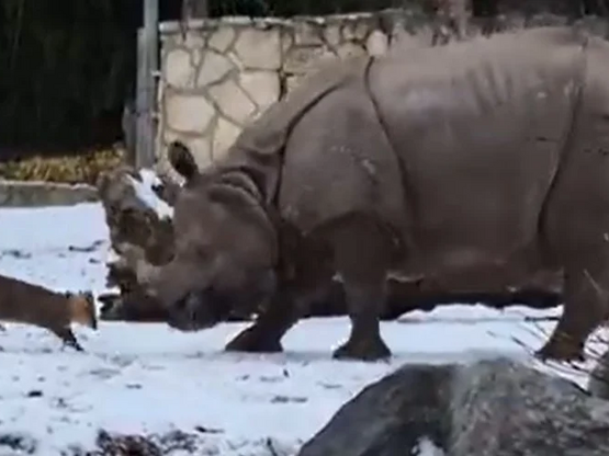 Πολωνία: Ελαφάκι 13 κιλών τα βάζει με… ρ...
