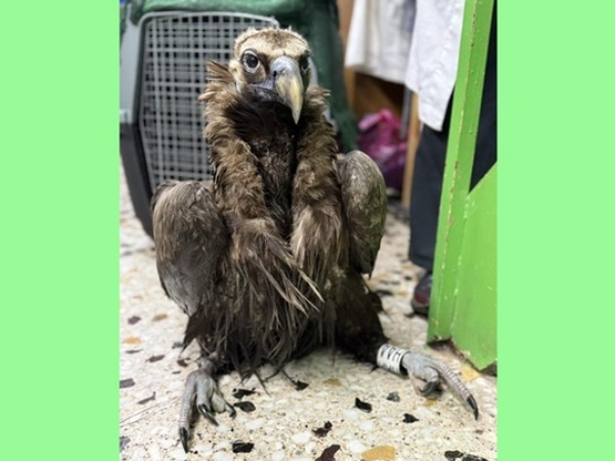 Ο μαυρόγυπας «Ιωάννα» επέστρεψε στη Δαδι...