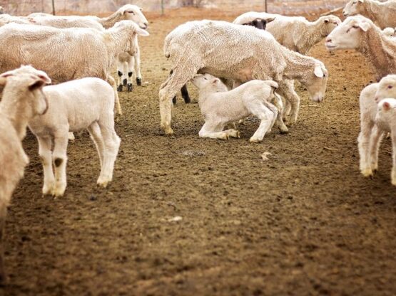 Δυτική Ελλάδα: Η ευλογιά υποχωρεί, όχι ό...