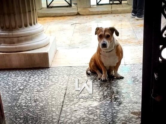 Λαμία: Η σκυλίτσα που έγινε viral περιμέ...