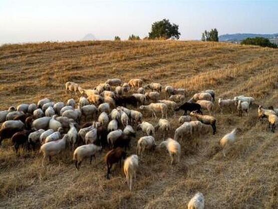 Ισχυρή σύσταση της Δ/νσης Κτηνιατρικής τ...