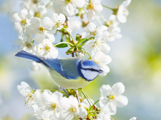 Αυτό είναι το πτηνό που ζει στην Ελλάδα ...