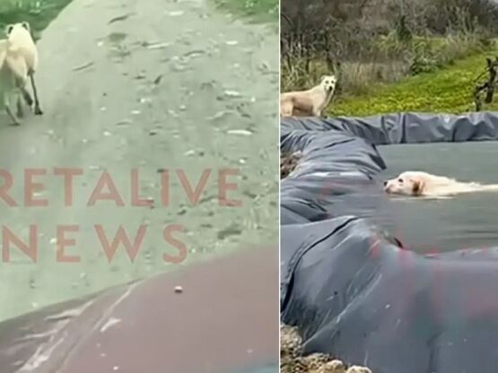 Ηράκλειο: Σκυλίτσα έκανε 1 χλμ. για να β...