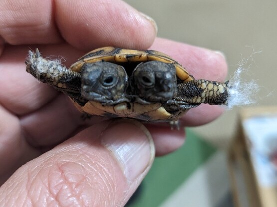 Δικέφαλο χελωνάκι εντοπίστηκε στην Αιτωλ...