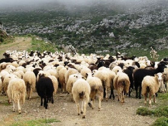 Λέσβος: Συνεχείς έλεγχοι για τον αφθώδη ...