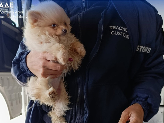 ΑΑΔΕ: «Λαβράκια» από X-Ray και "Έλβ...