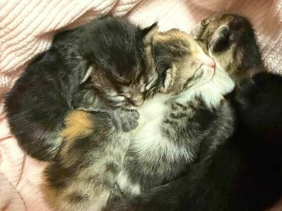 Αγρίνιο: Μήνυση σε βάρος άνδρα που φέρετ...