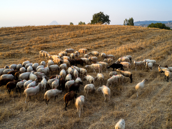 Ευλογιά: Nέα κρούσματα στη Δυτική Ελλάδα...