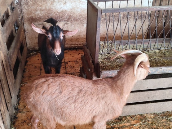 Αμπελόκηποι: Δείτε φωτογραφίες και βίντε...