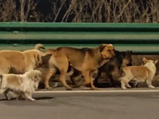 Κίνα: Viral το βίντεο με τα επτά σκυλιά ...
