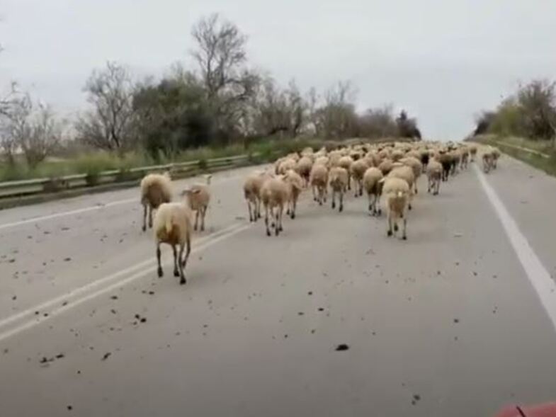 Ηλεία: Απίστευτο! Πρόβατα βγήκαν τη βόλτα τους στην Ε.Ο. Πύργου-Πατρών στο ύψος της Γαστούνης!!! (ΒΙΝΤΕΟ) Ηλεία: Απίστευτο! Πρόβατα βγήκαν τη βόλτα τους στην Ε.Ο. Πύργου-Πατρών στο ύψος της Γαστούνης!!! (ΒΙΝΤΕΟ)